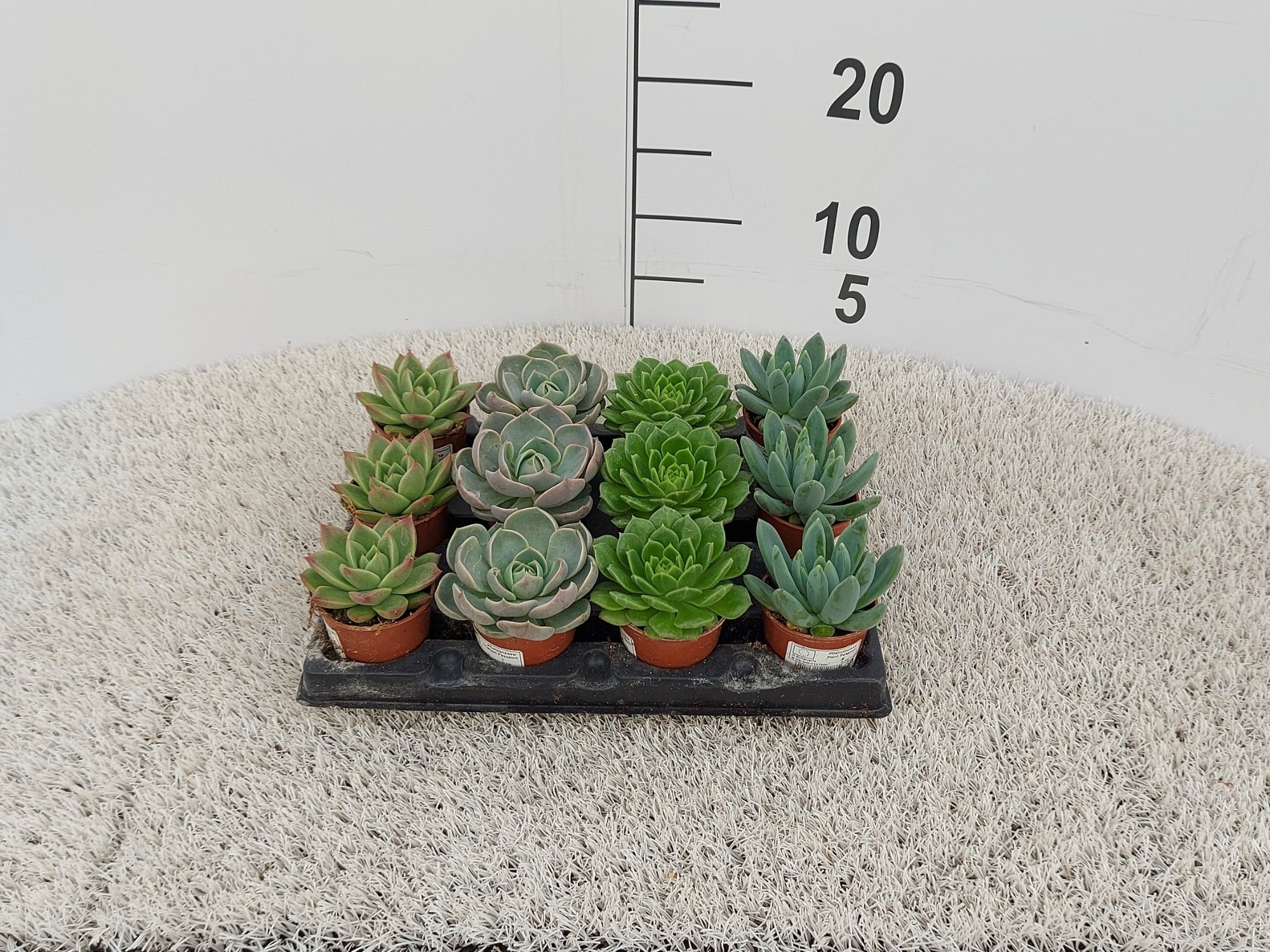 Echeveria Hybrid Mix tray, D 6