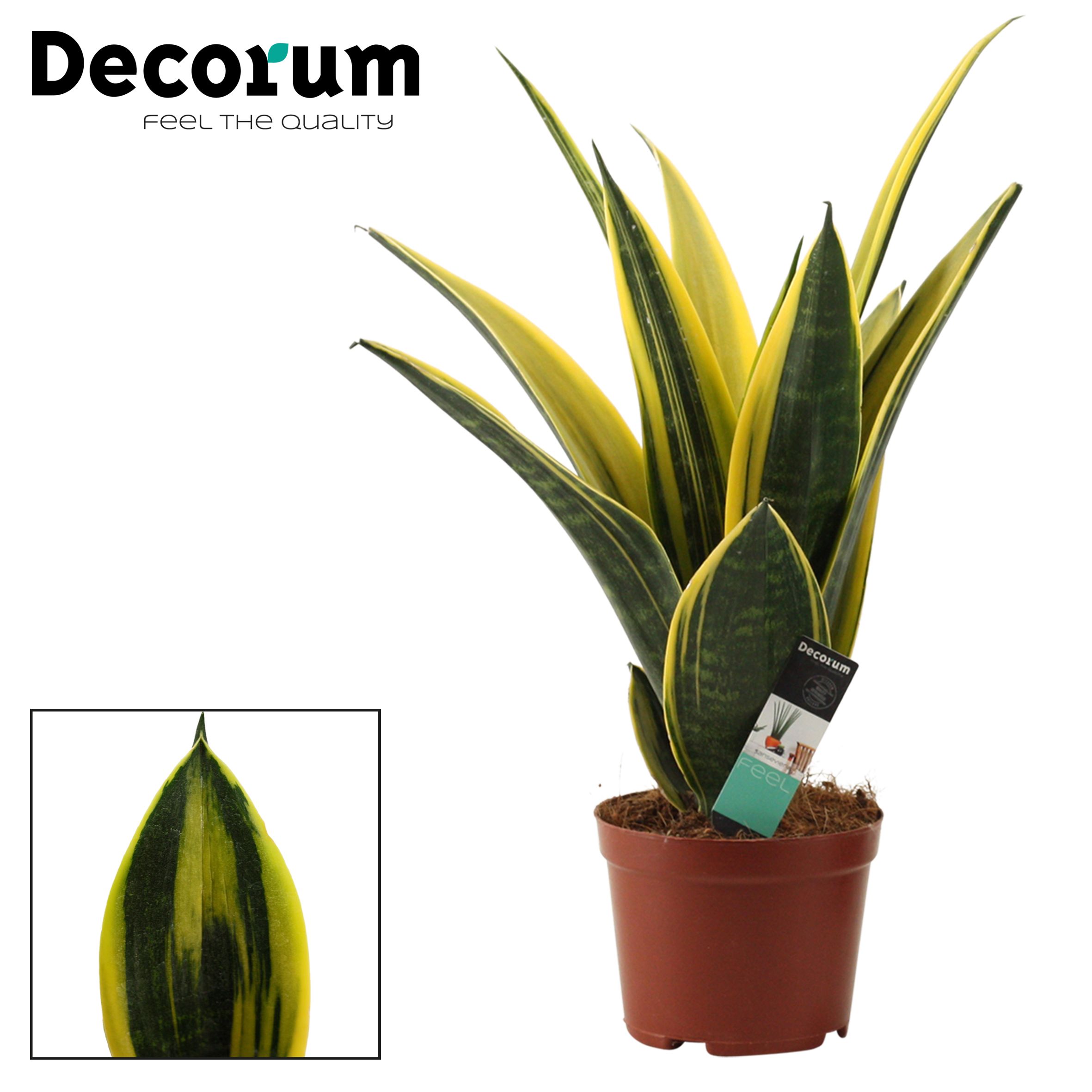 Sansevieria Golden Flame 14 cm (Decorum), D 14