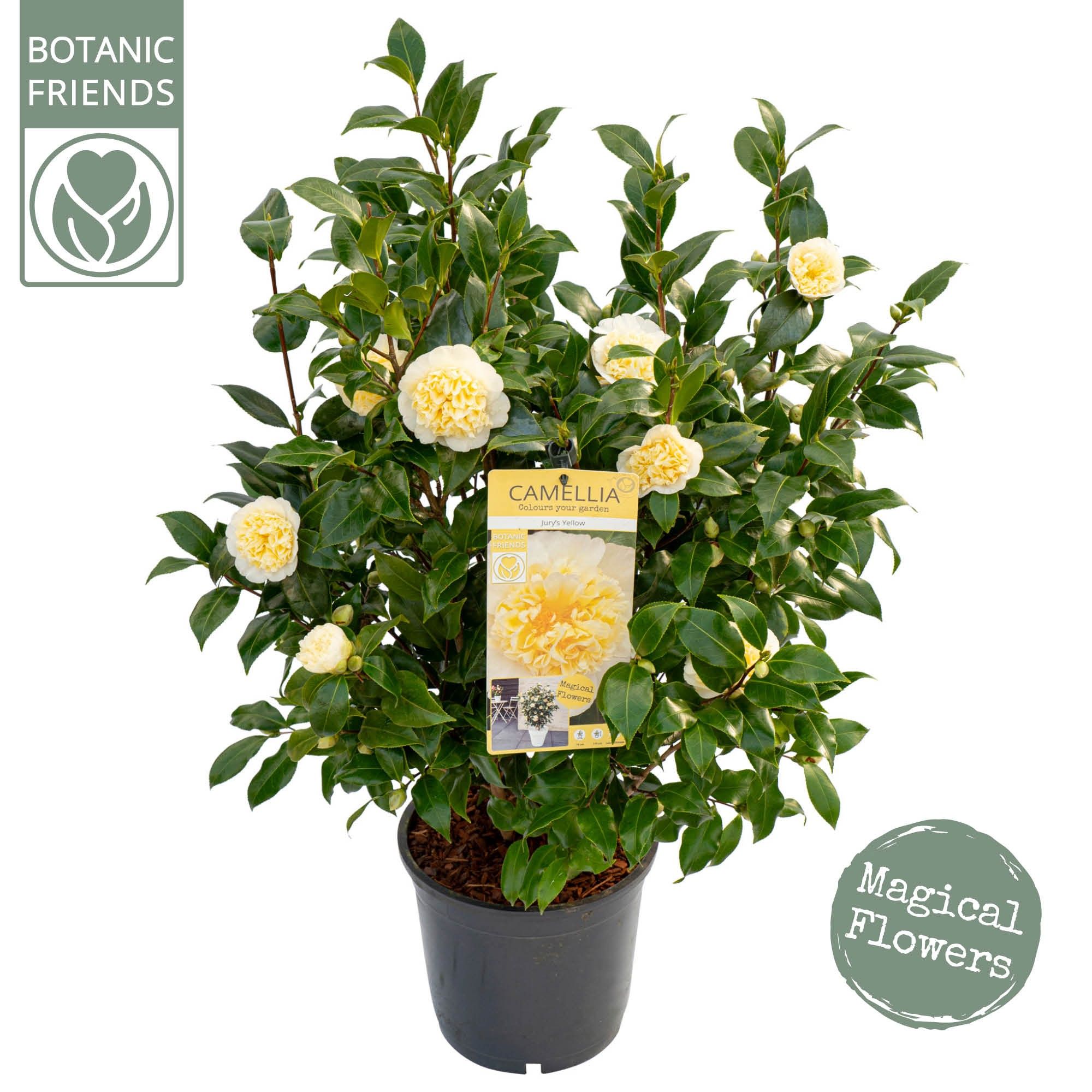 Camellia wil. 'Jury's Yellow', D 24