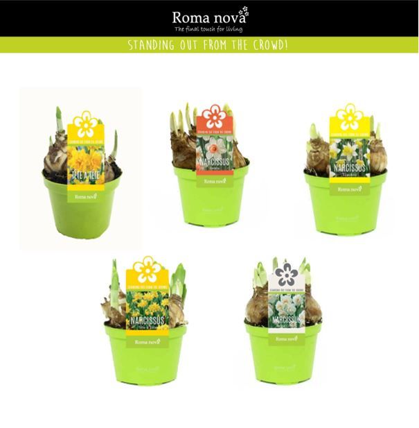 Narcissus 9cm gemengd, D 9