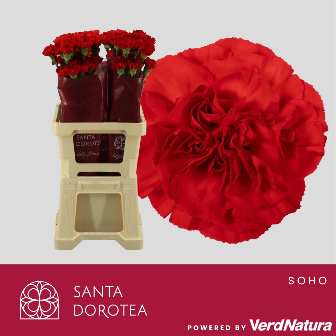 Диантус од. Дон Педро, шт.