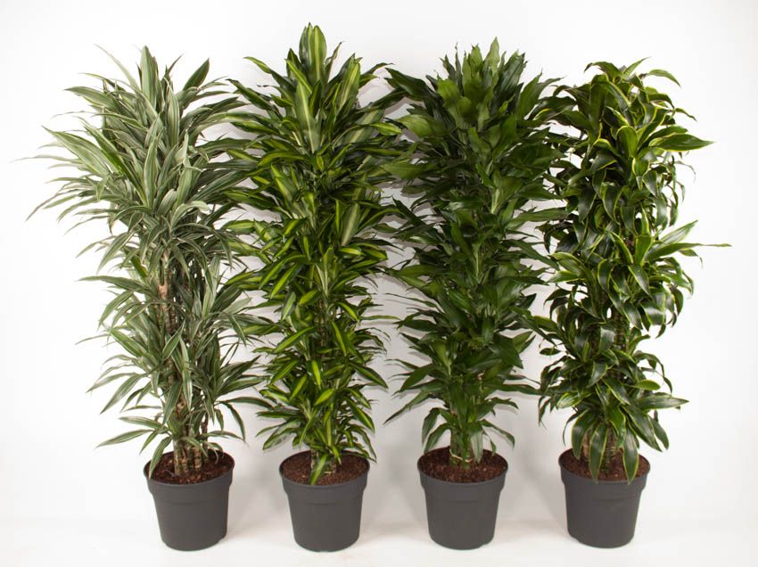 Mix vertakt p34, D 34