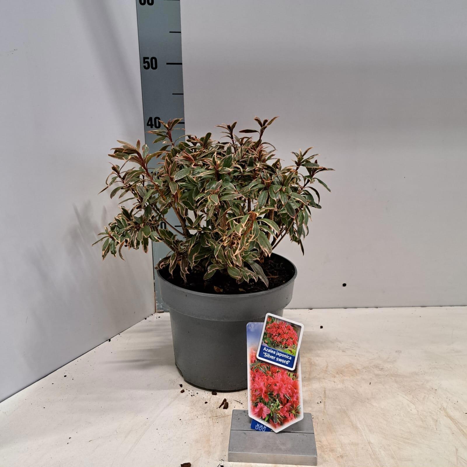 Rhododendron (AJ) 'Silver Sword', D 23