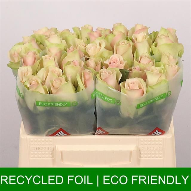 Роза од. Ля Бэль 35, шт.