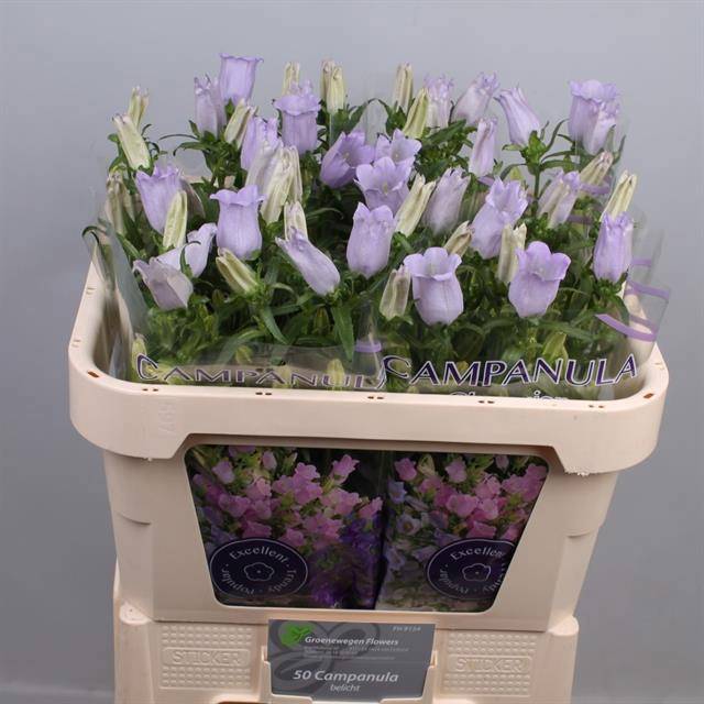 Кампанула Чемпион Лавендер 70, шт.