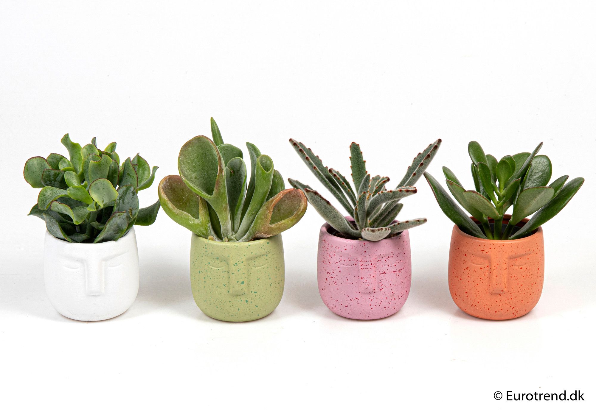 Succulent mix in ceramic - New Look 2025, D 6
