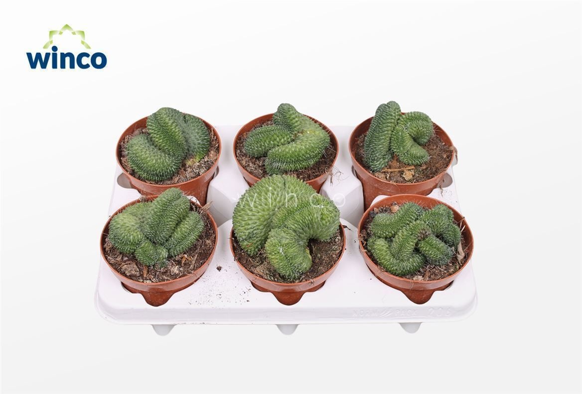 Mammillaria Un Pico Cristata, D 12 cm