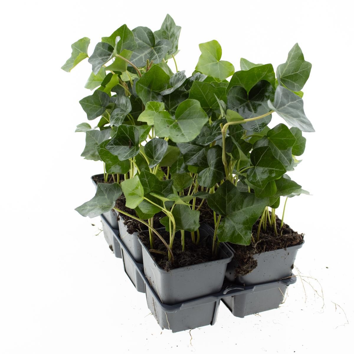 Hedera hibernica, 3-5 tak, D 9