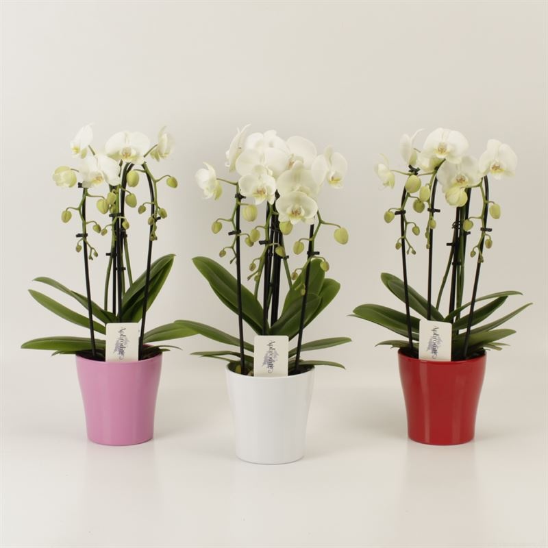 Phalaenopsis Elegant Cascade Triboga wit in Valentijn keramiek, D 12