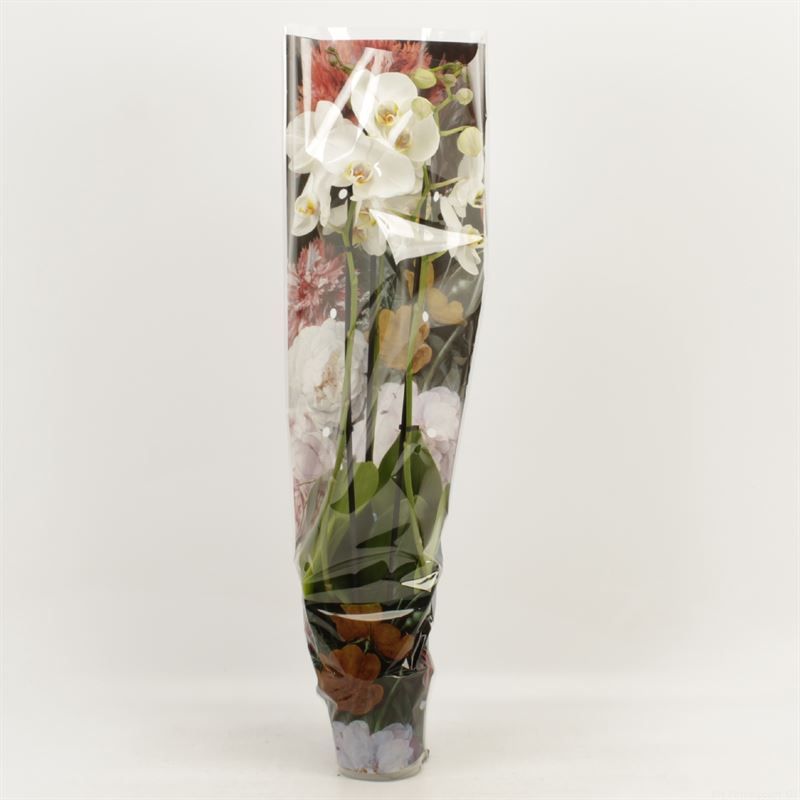 Phalaenopsis overig wit 3 tak wit in Boudoir hoes, D 12