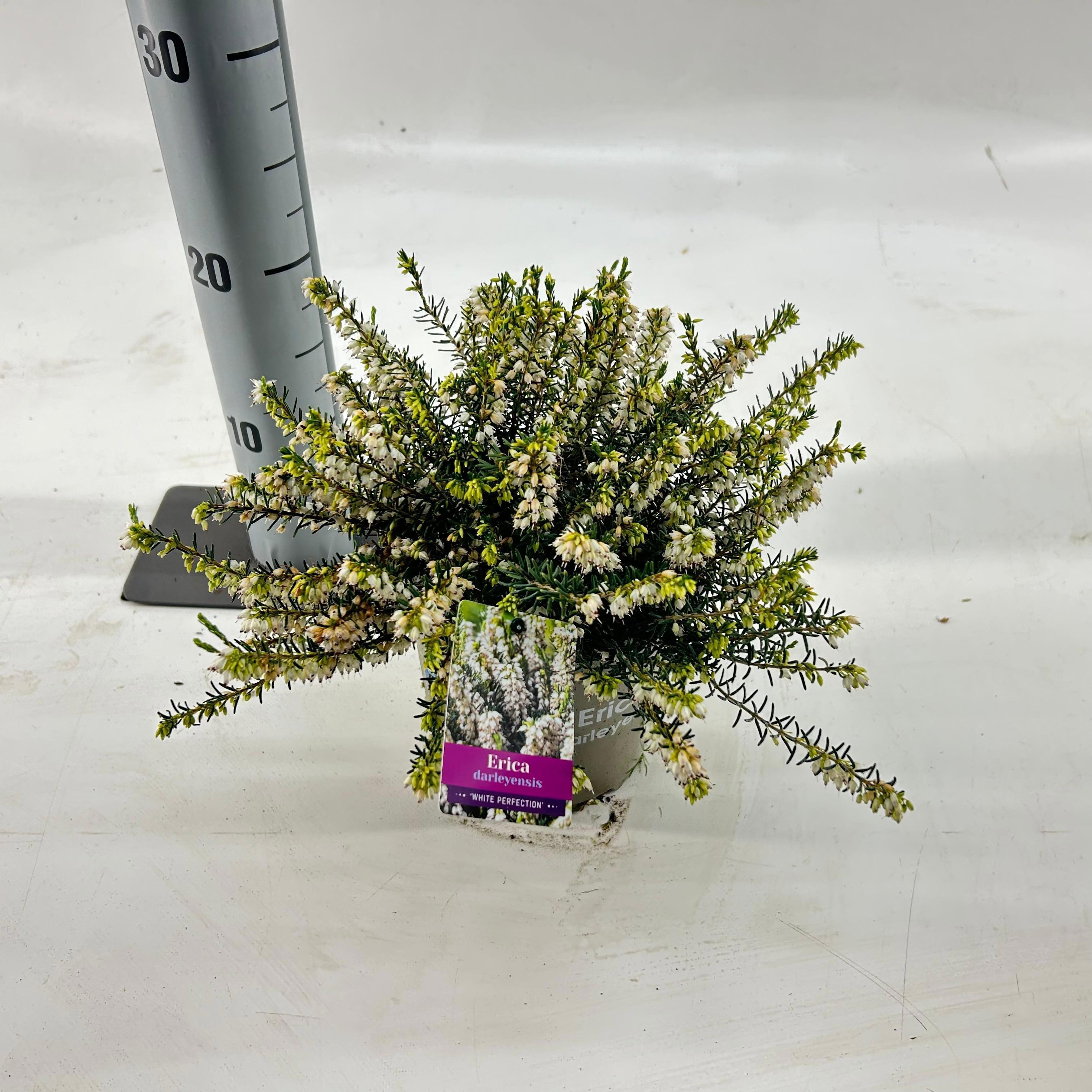 Erica darl. 'White Perfection', D 15