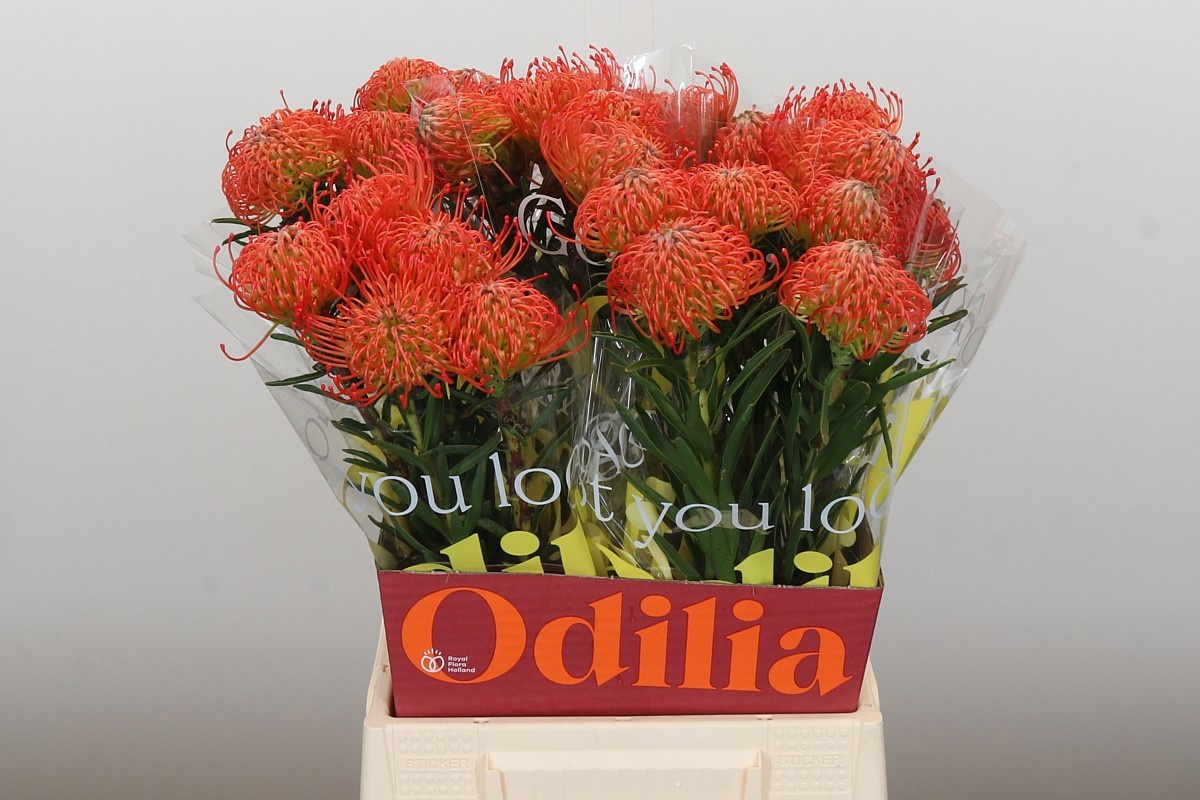 Нутанс Саксешн 50 (красн.), шт.