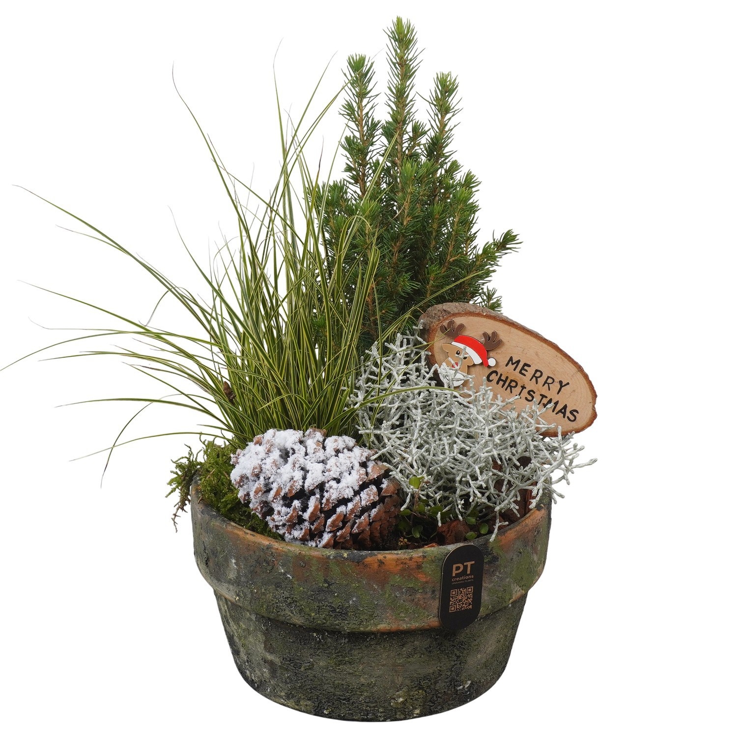 PTCHO5453 Arrangement Christmas Outdoor in terracotta schaal, D 21