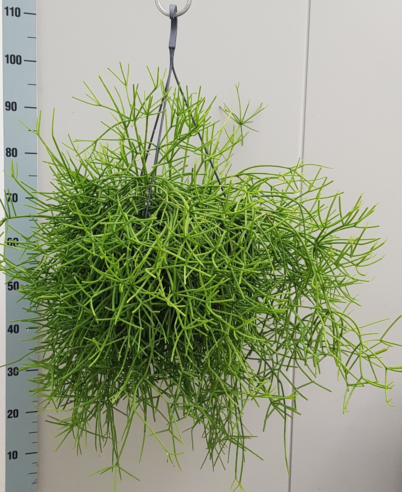 rhipsalis Heteroclada 25cm, D 25