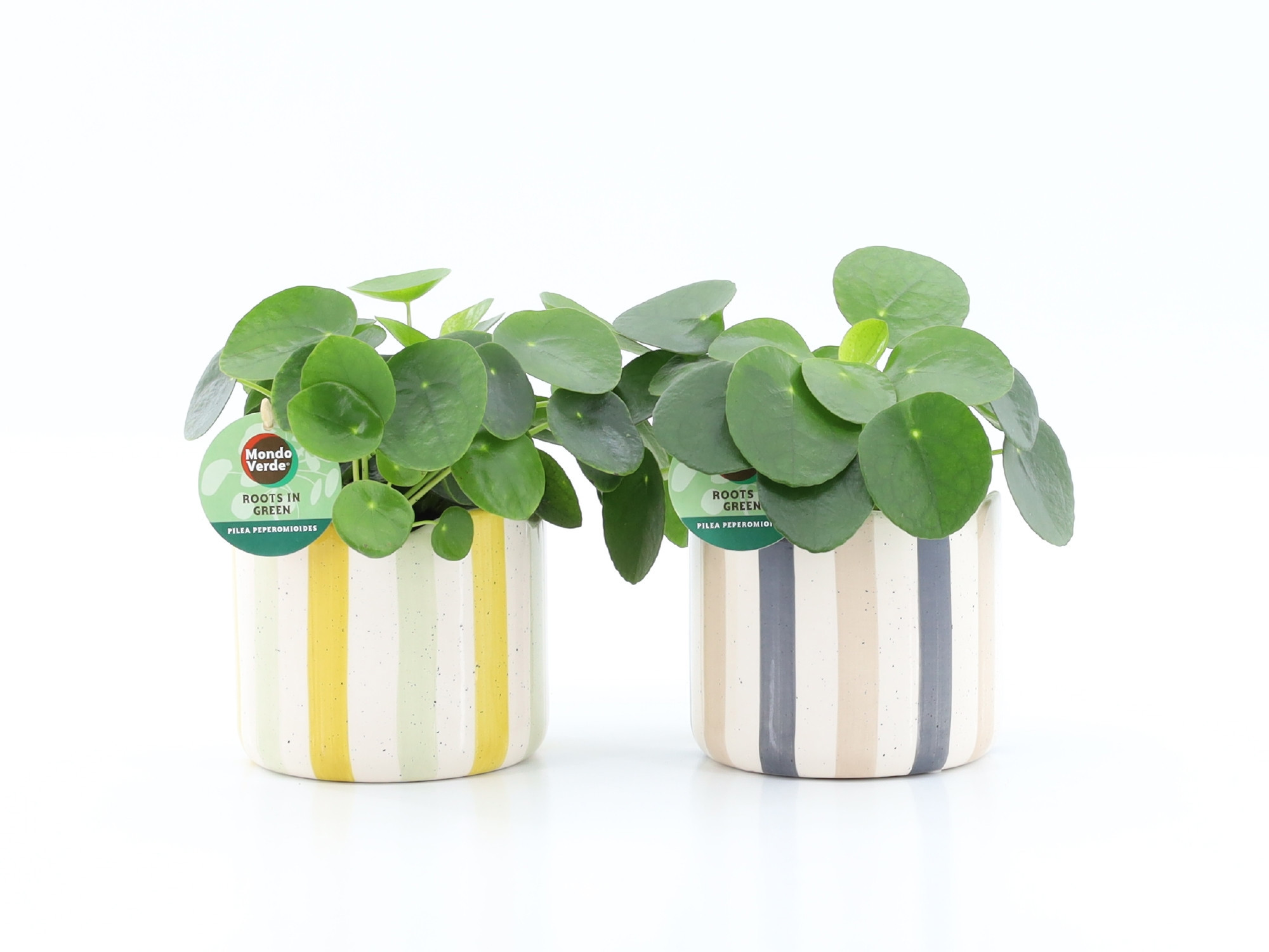 Pilea Peperomioides in Nouveau keramiek, D 13
