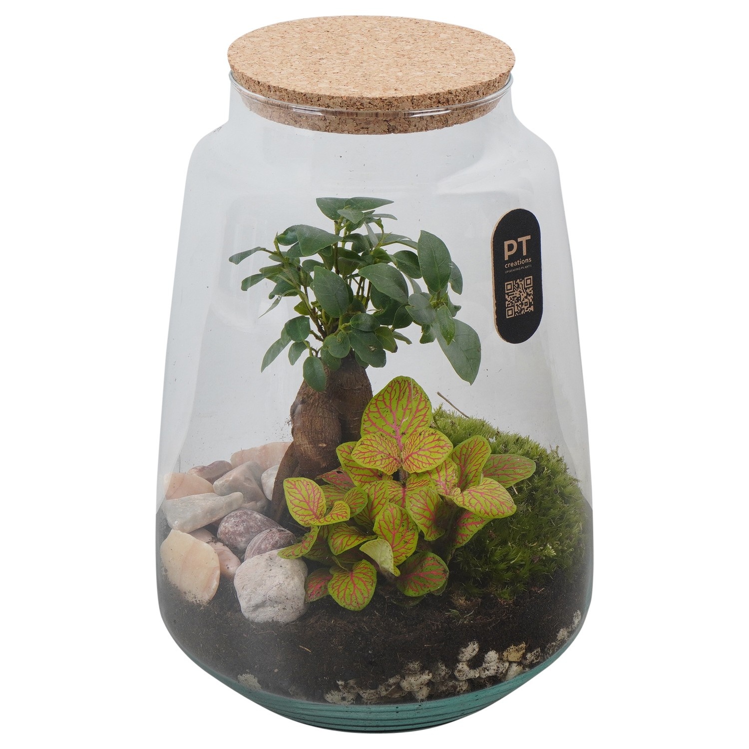 PTTER8135 Arrangement terrarium in glazen terrarium, D 17