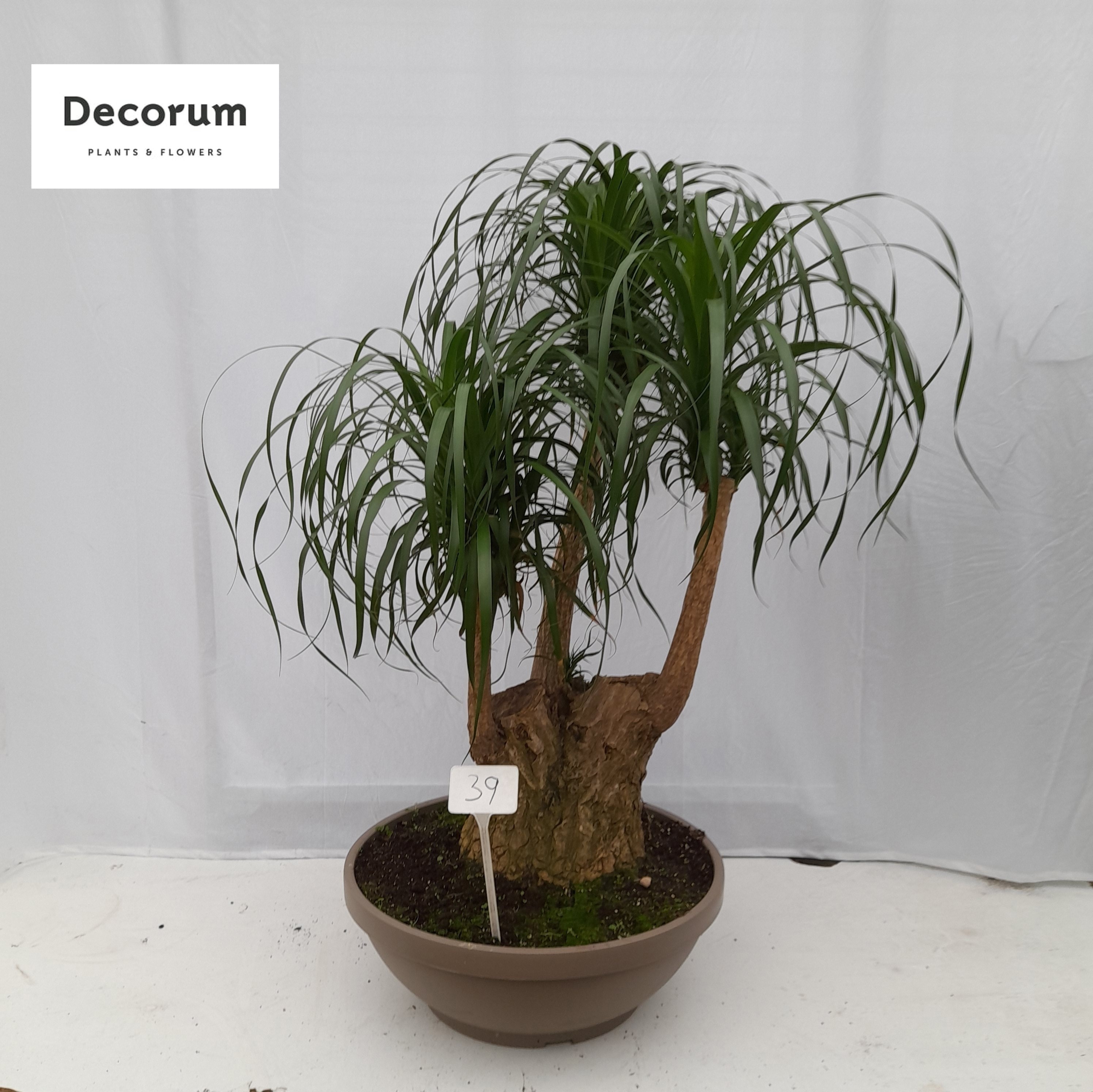 Beaucarnea vertakt op nummer 39, D 60