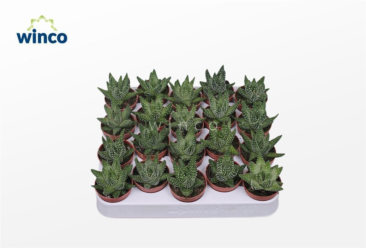 Haworthia Margaritifera, D 5,5 cm