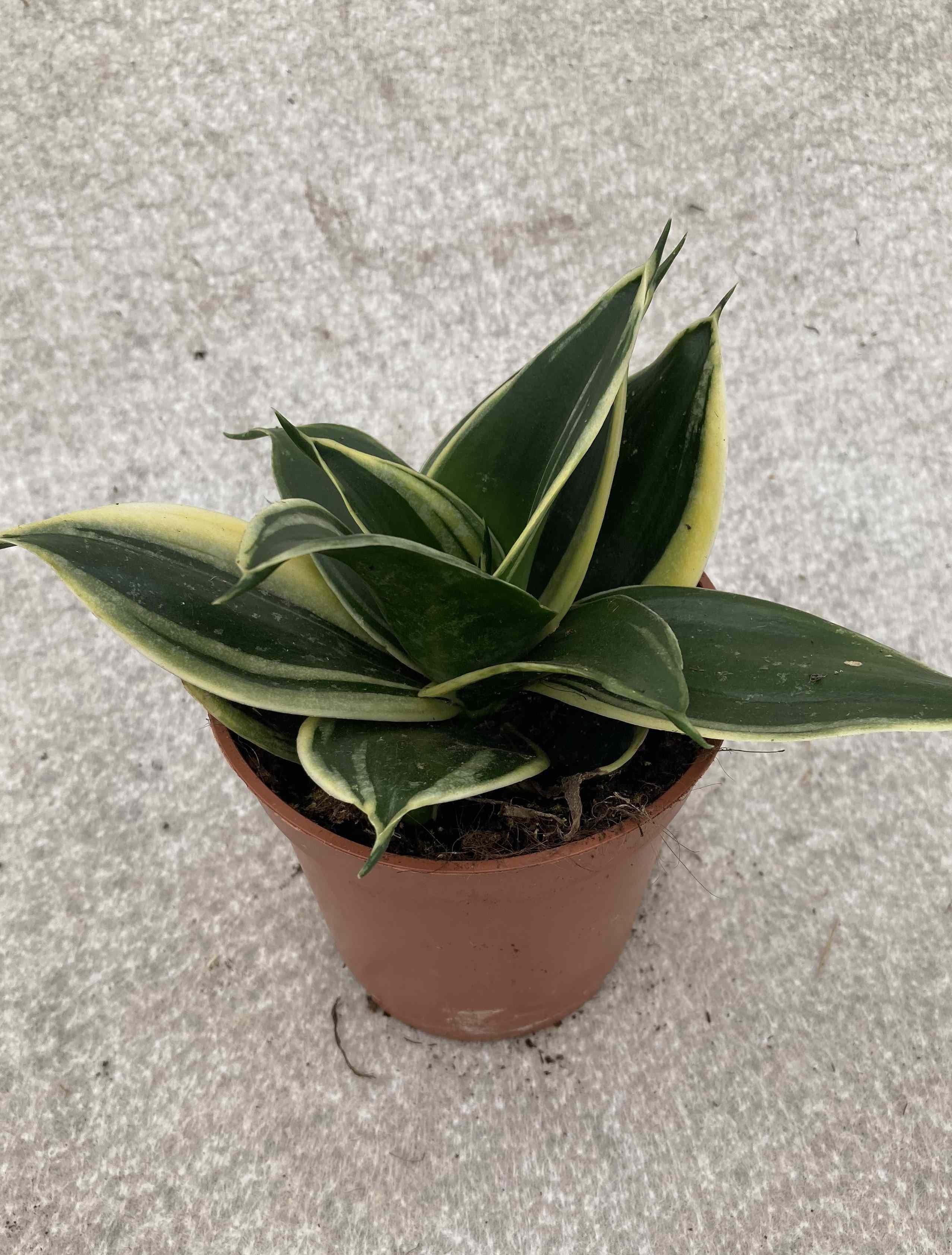 SANSEVIERIA TRIFASCIATA 'HAHNII', D 11