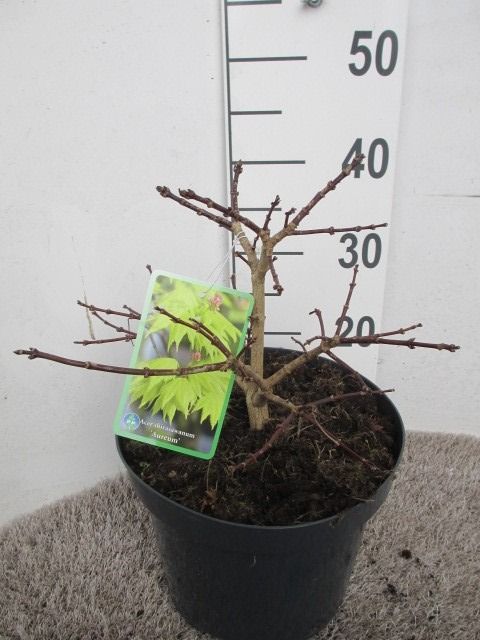 Acer shirasawanum Aureum 30-40 P23, D 23