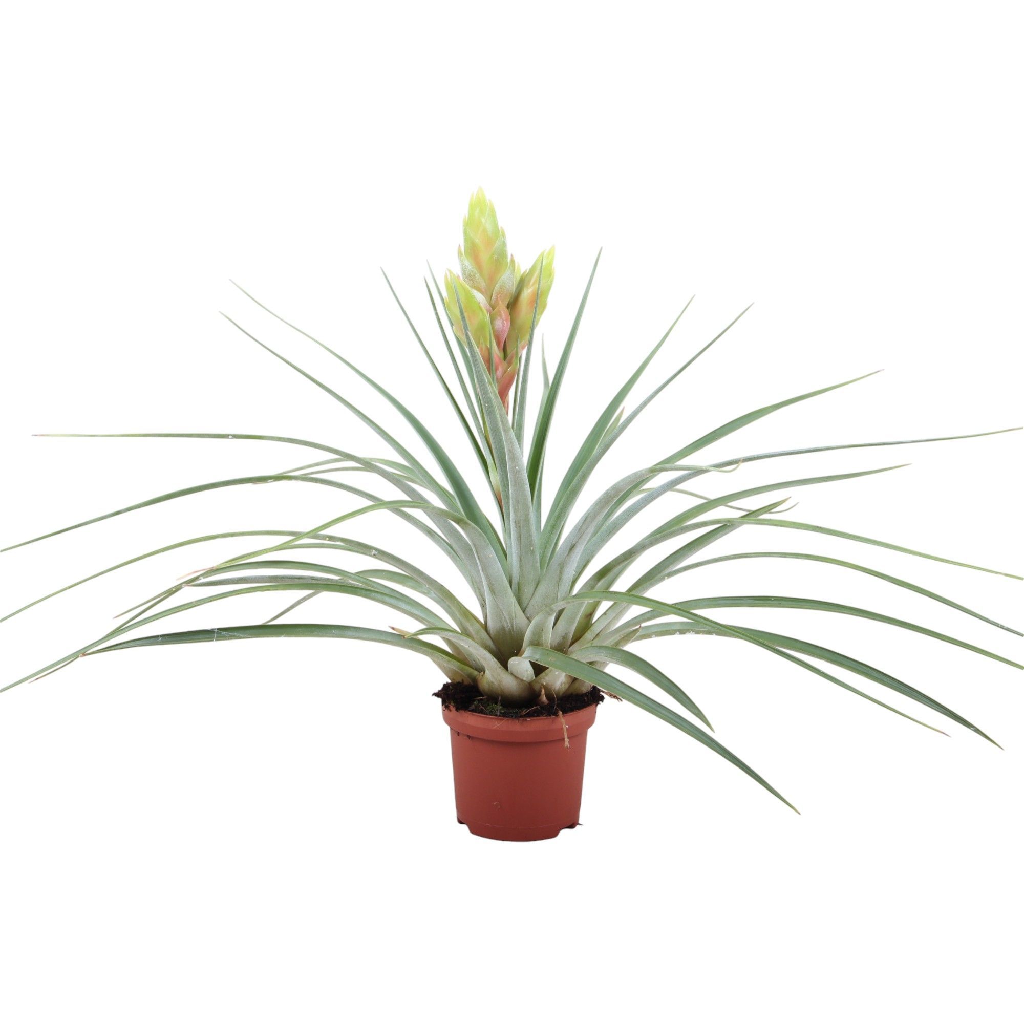 Tillandsia Flavo, D 10,5 cm