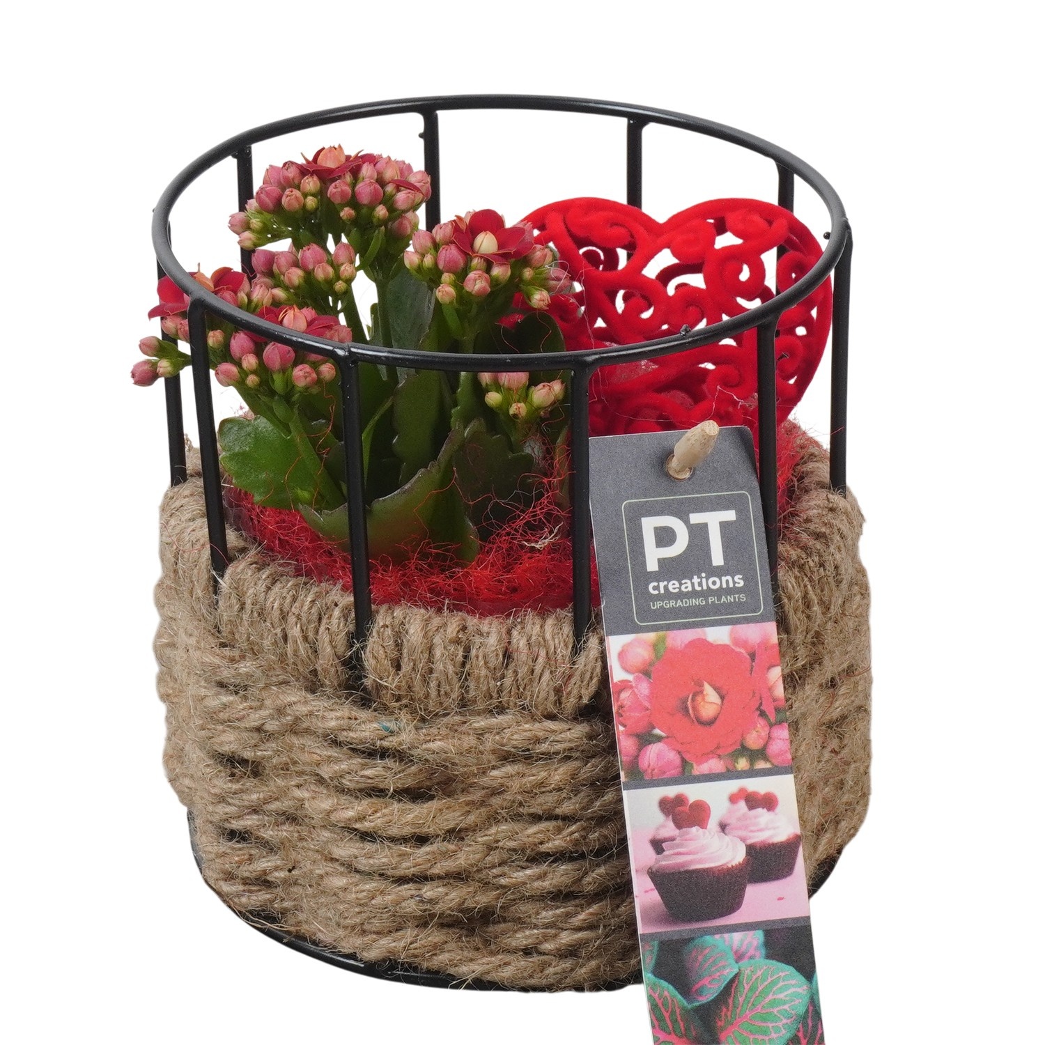 PTVMB2350 Arrangement Valentines-Mothersday in, D 12