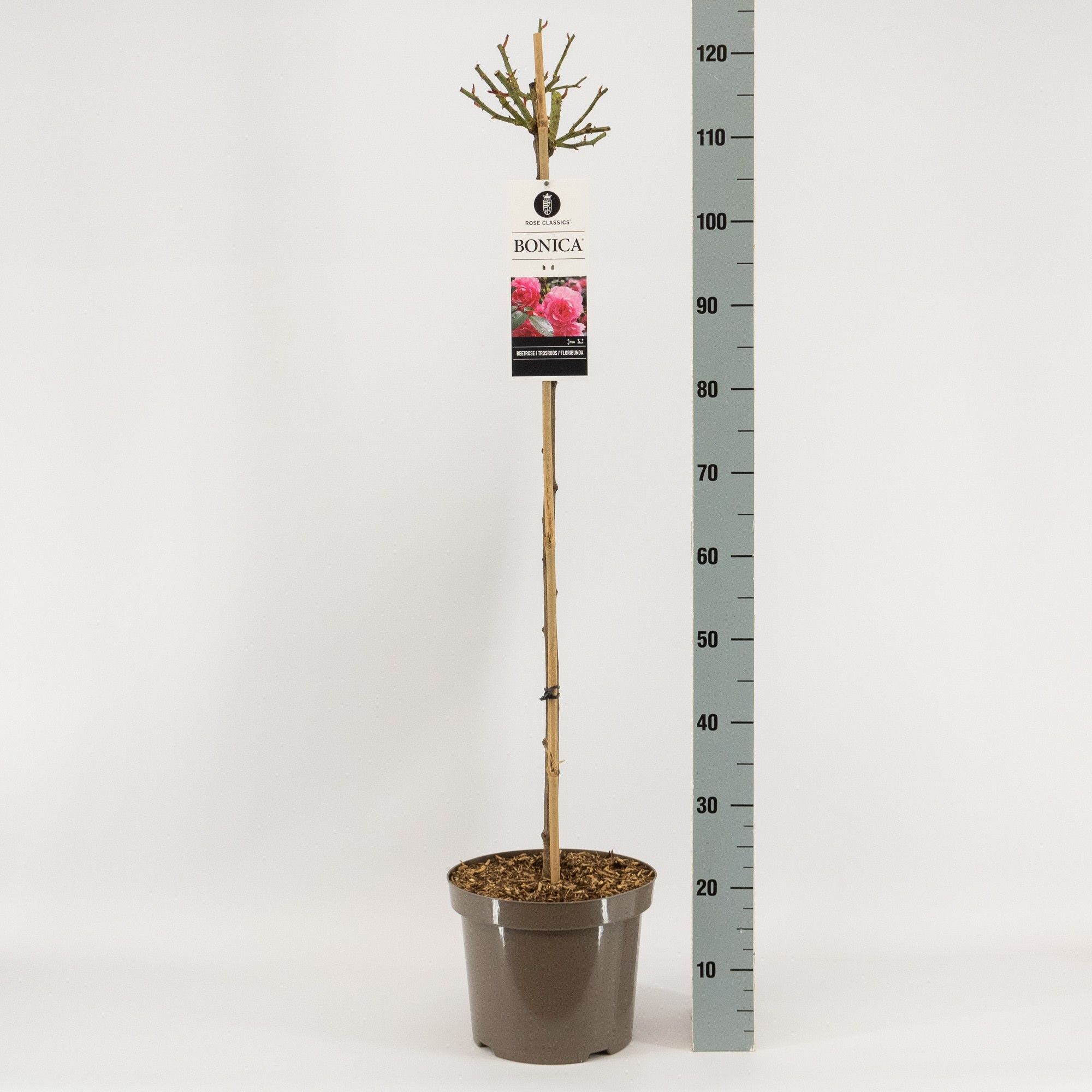 Rosa (F) Bonica ®, stam 90, C7.5, D 26