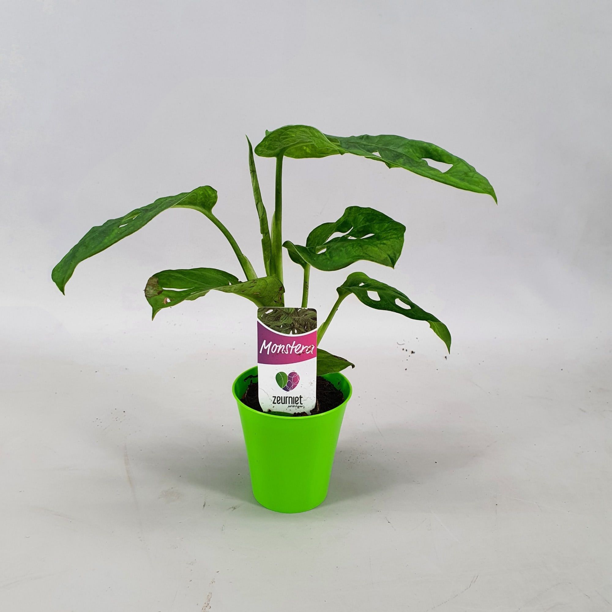 Monstera Monkey Leaf Mini in Linge pot Groen, D 6,5