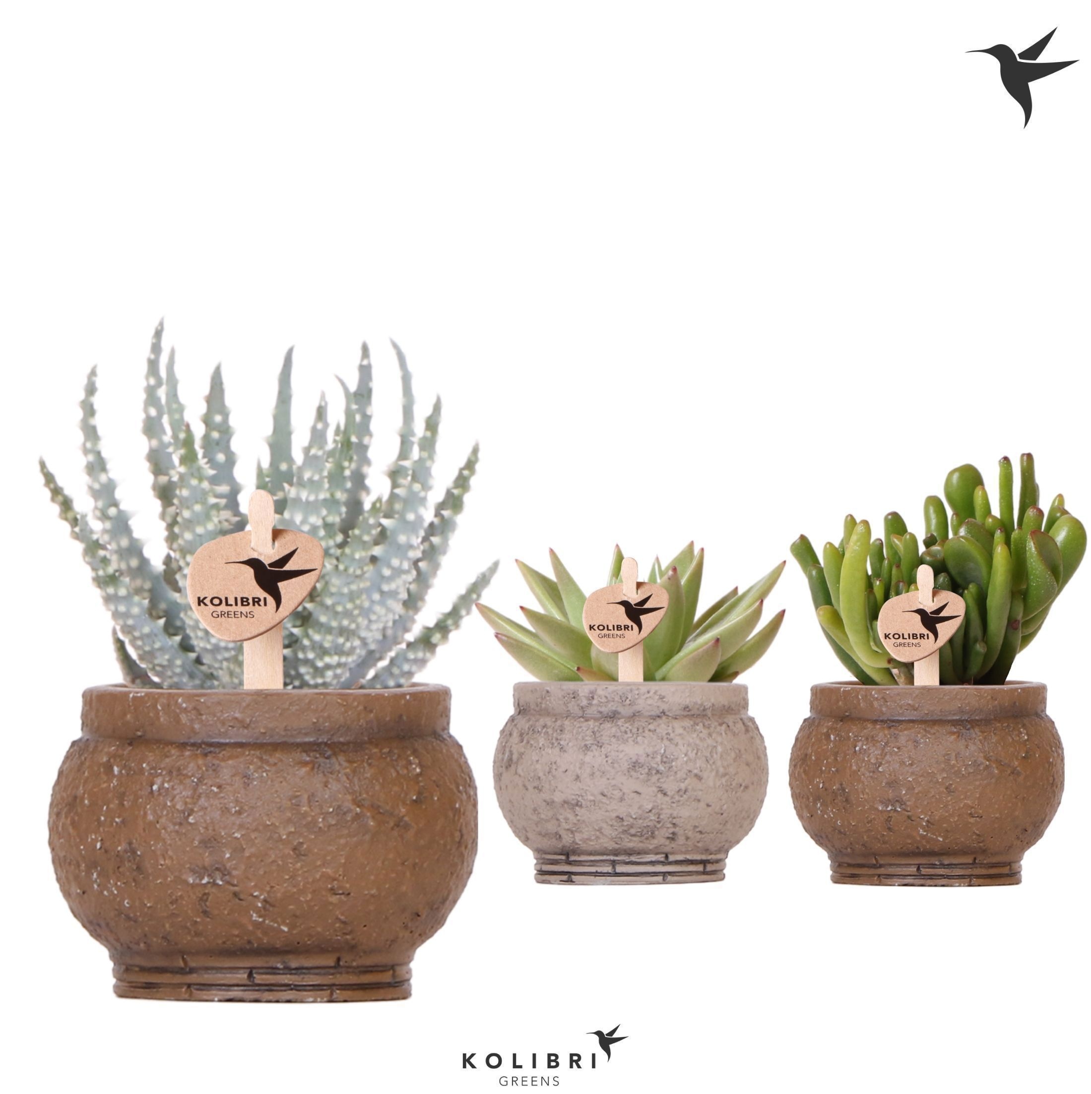 Kolibri Greens Succulenten mix in Ancient pot brown mix, D 6