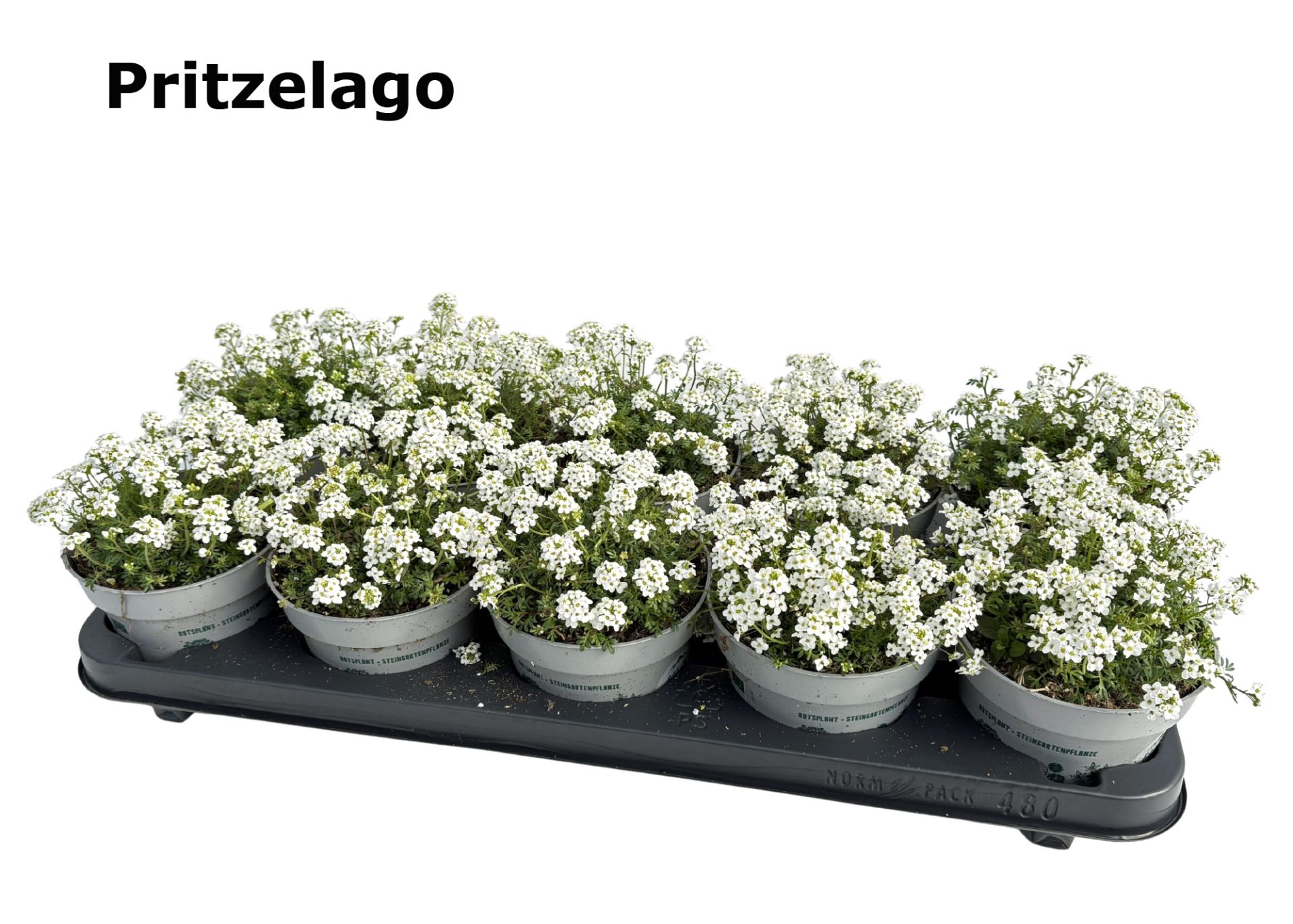 Pritzelago alpina 'ICE CUBE' - Kopie, D 9 cm