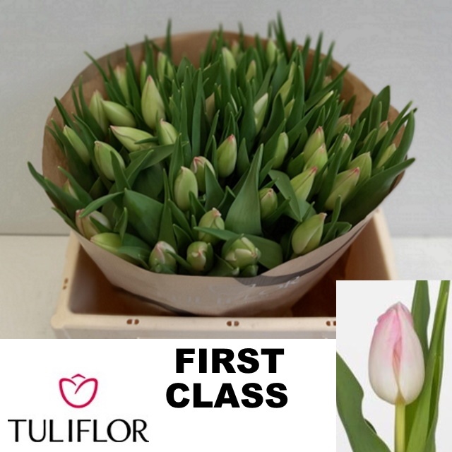 Тюльпан од. Фест Класс (светло-роз.), шт.