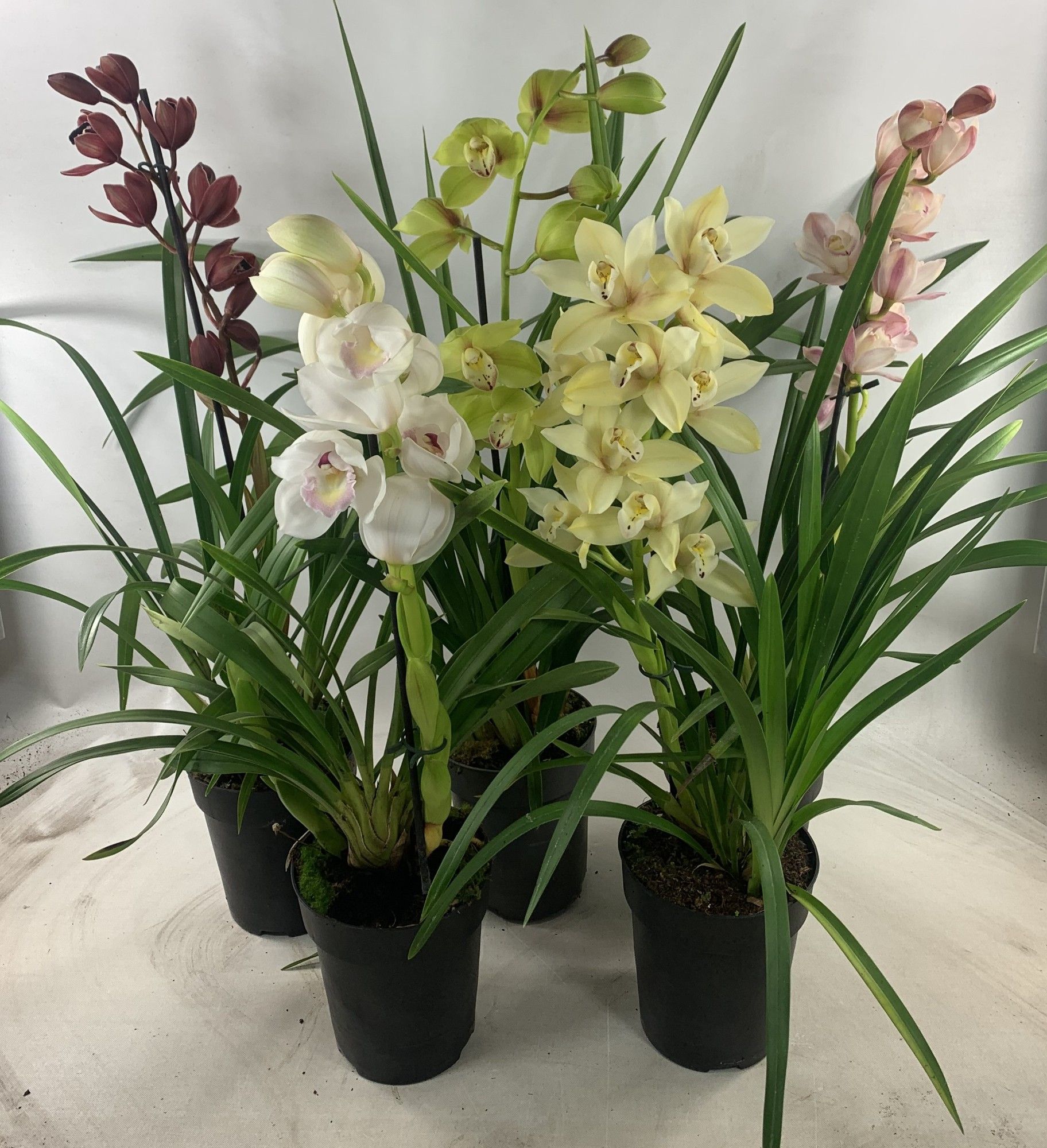 Cymbidium 1-tak mix, D 14