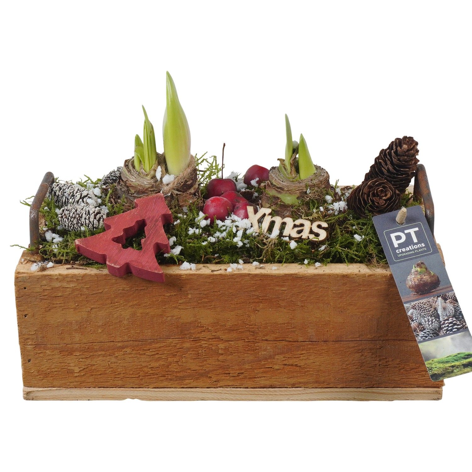 PTACH5883 Arrangement Amaryllis Christmas in houten bak, D 25 cm