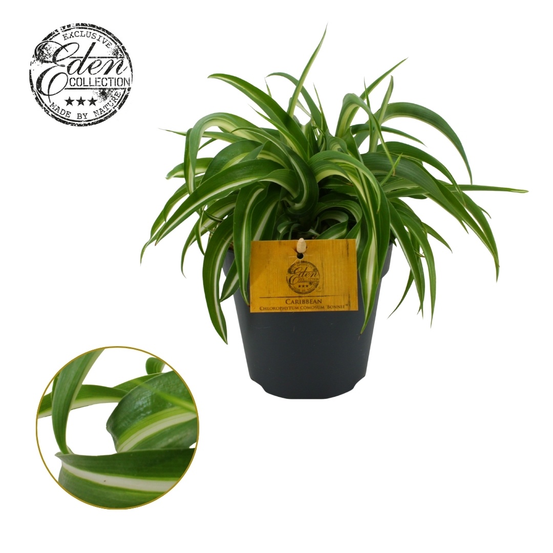 Chlorophytum Bonnie 12cm, D 12 cm