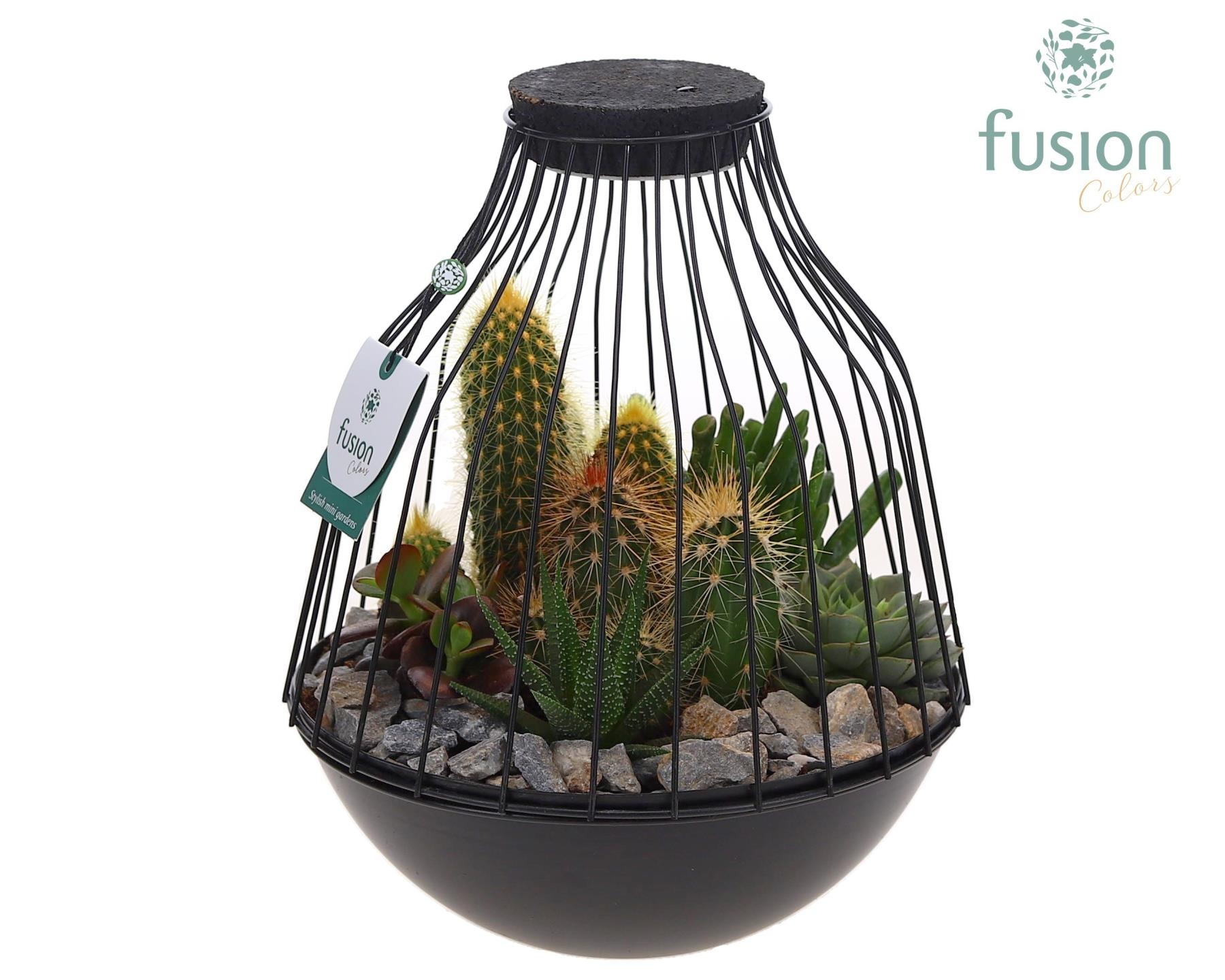 Vogelkooi metaal zwart Large LED met Cactussen, D 21