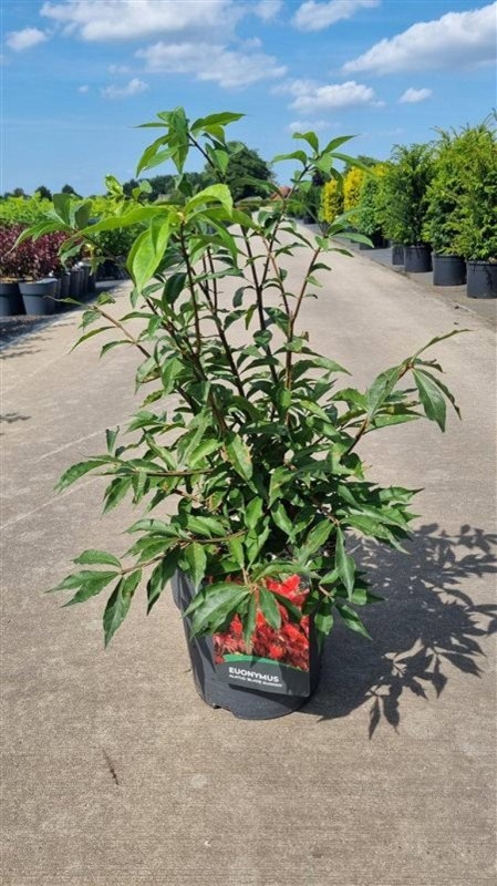 Euonymus alat. 'Blade Runner', D 29