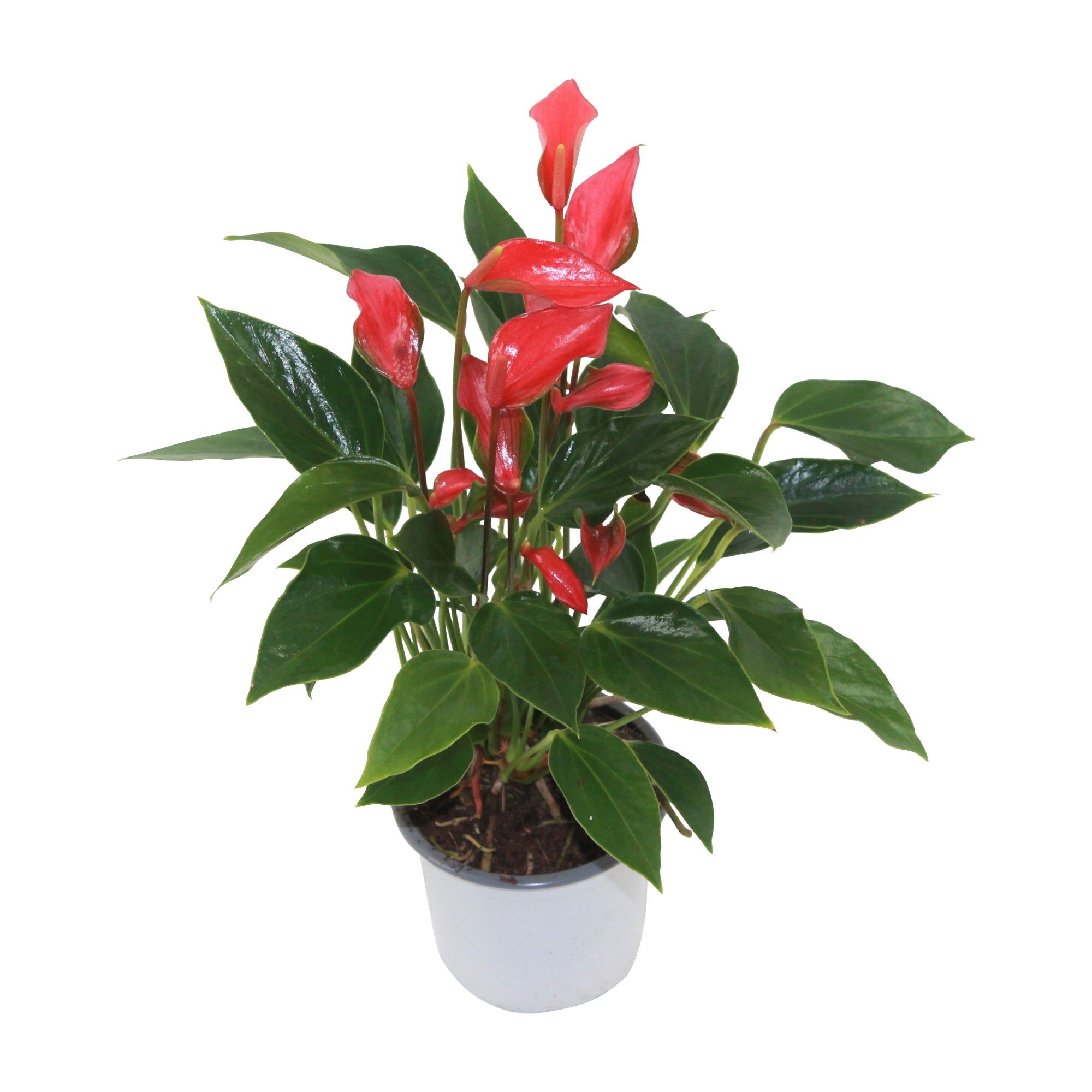 Anthurium XL.67 Trillions Red 9cm, D 9