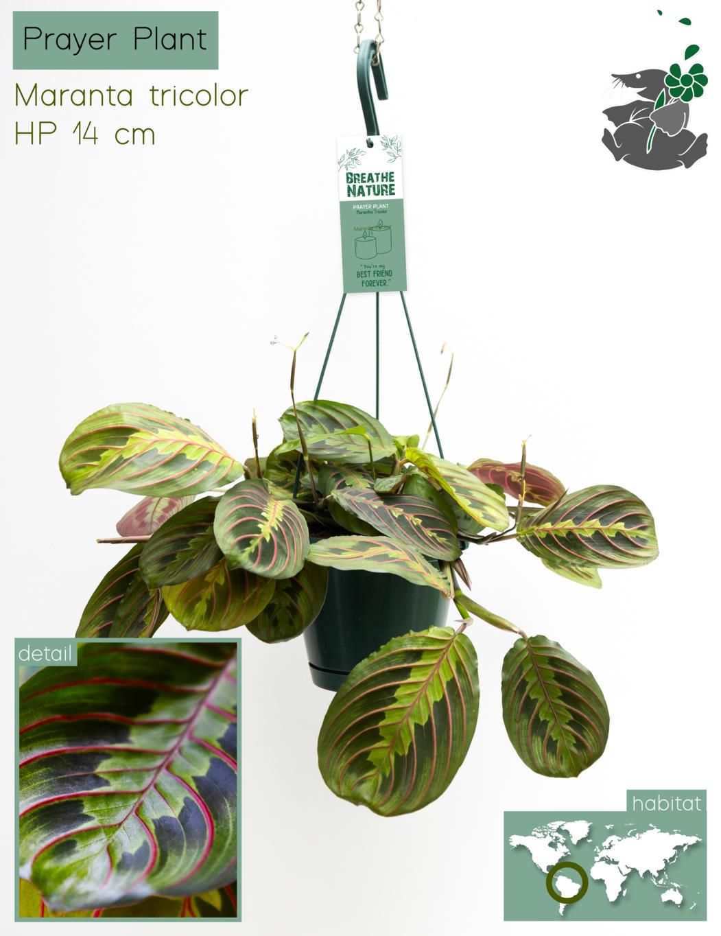 Marantha tricolor 14 cm, D 14