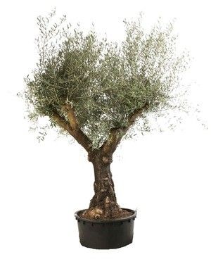 olea europaea, D 90