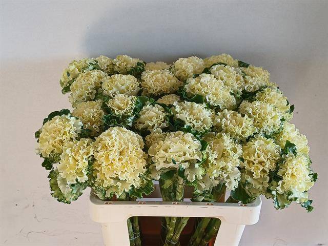 Брассика Крэйн Рафл Вайт 60, шт.