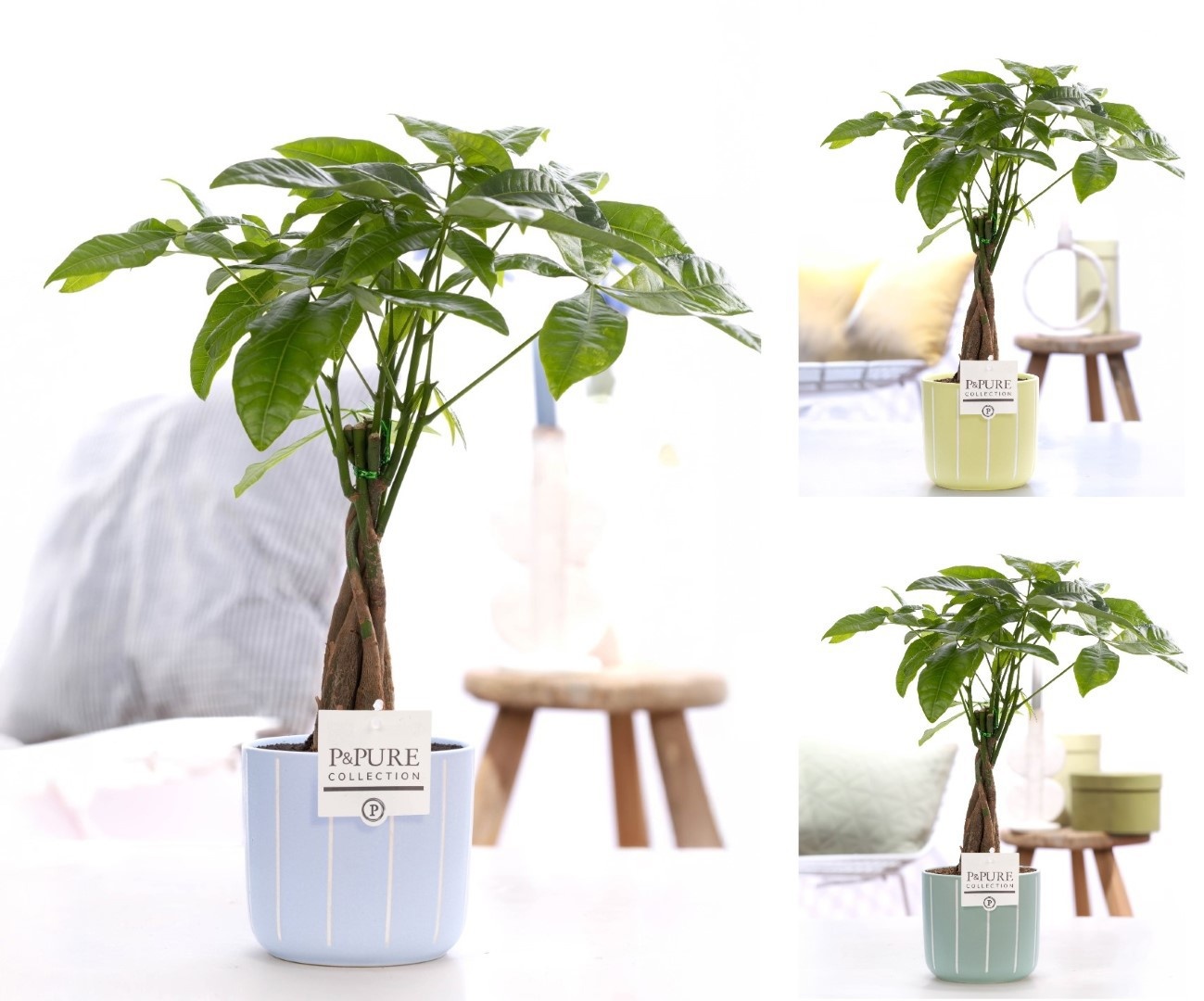 Pachira Aquatica in P&PURE Fleur ceramics assorti 3, D 12