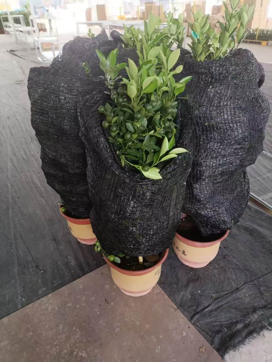 Китрус ретикулата Бланко Свит оранж 40 130