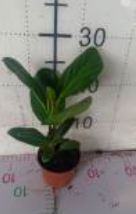 Фикус эластика 10 26