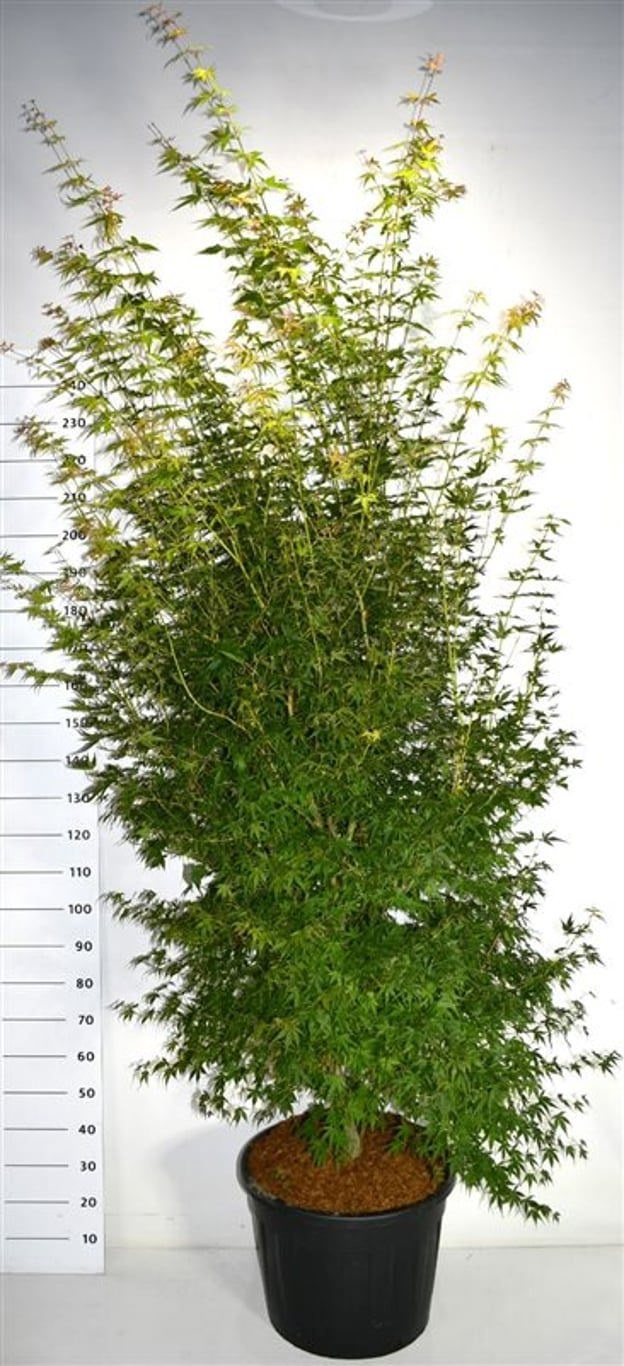 Acer pal. 'Katsura', D 55