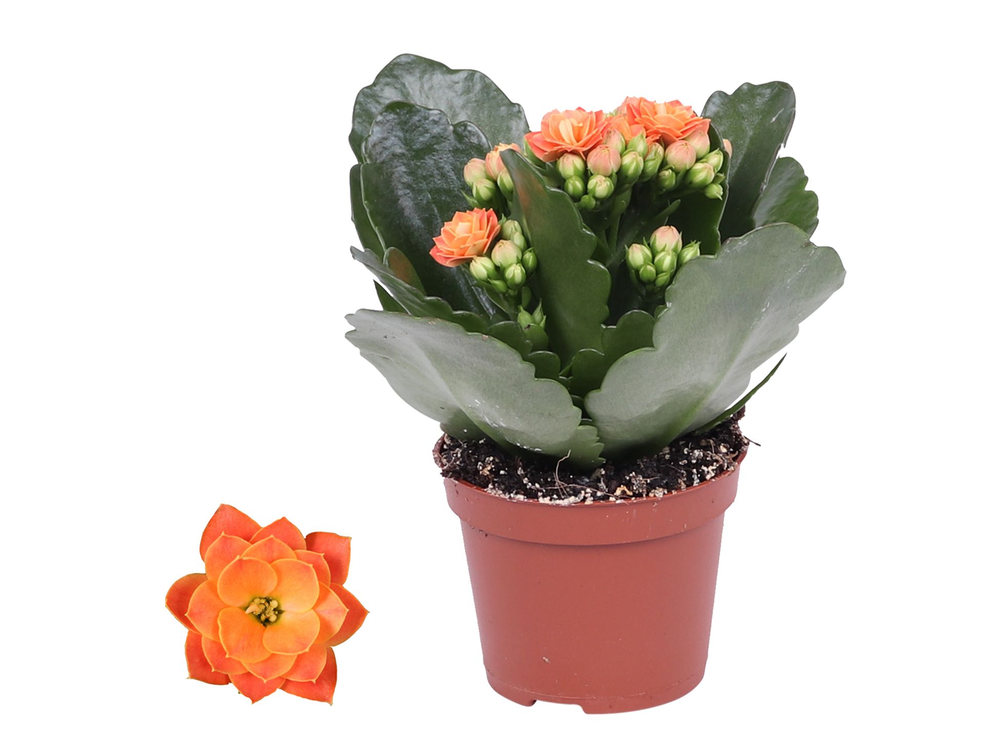 Kalanchoe Rosalina 06cm Don Pedro oranje, Zonder hoes, D 6