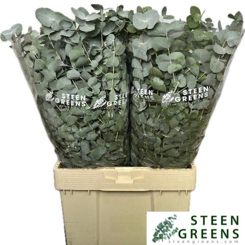 Эвкалипт Цинерея за пучок 70 (зел.), пуч.