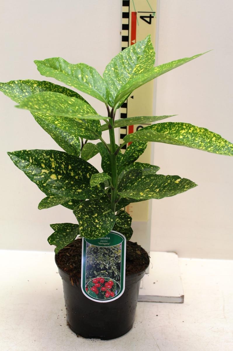 Aucuba jap. 'Variegata', D 17 cm