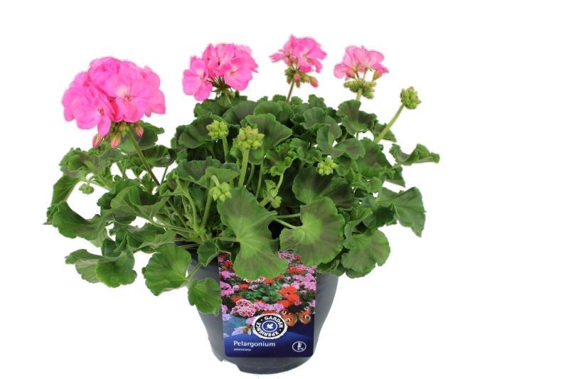 Pelargonium americana Violet, D 23