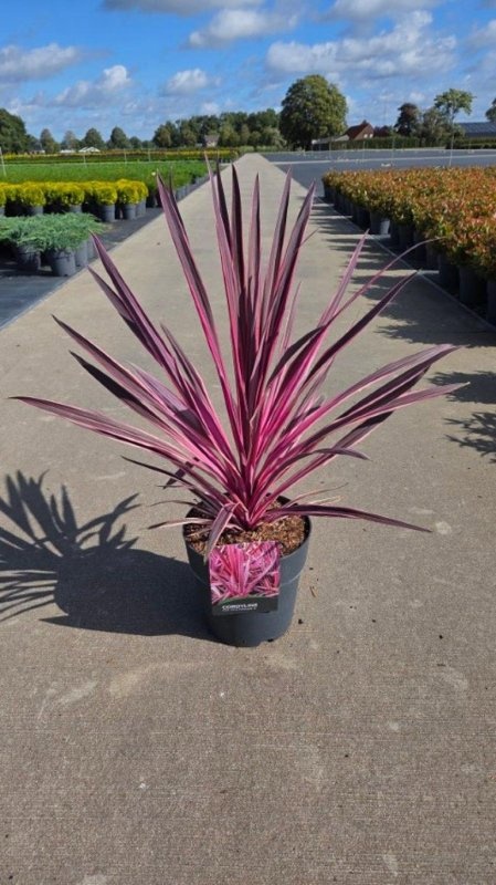 Cordyline aus. Pink Passion, D 29 cm