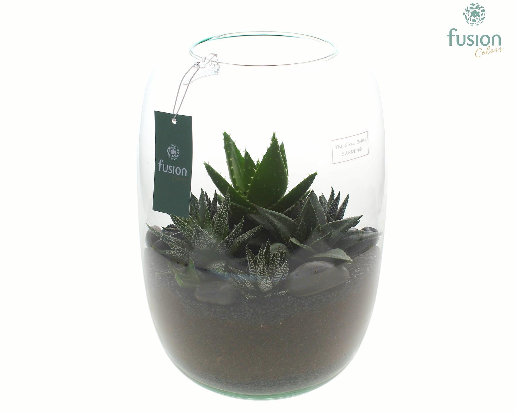 Green Bottle Isabella XLarge met Haworthia, D 23